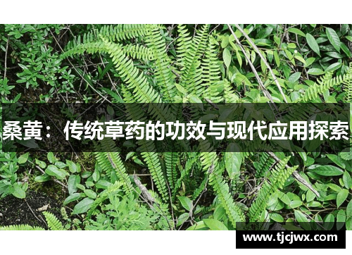 桑黄：传统草药的功效与现代应用探索