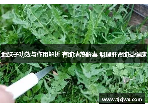 地肤子功效与作用解析 有助清热解毒 调理肝肾助益健康